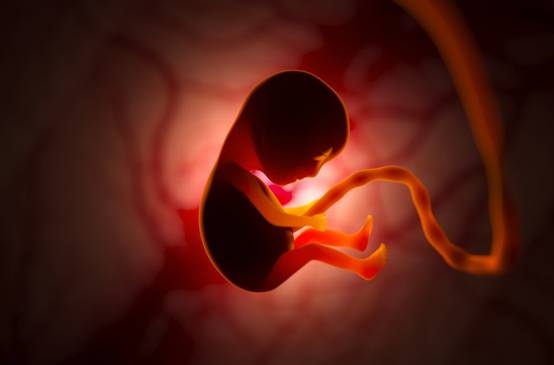 The Quran on Human Embryonic Development