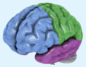 The Quran on the Cerebrum